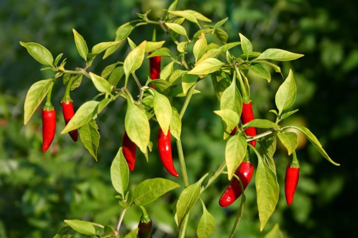 Ardei iute Thai Chili.